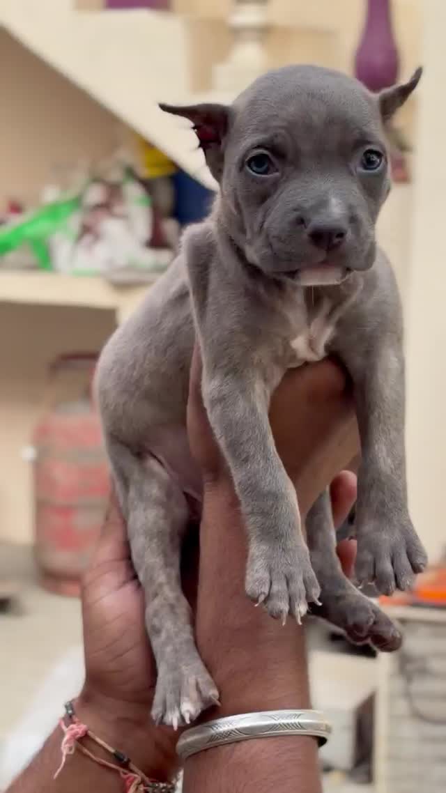Dachshund Puppy, farm video