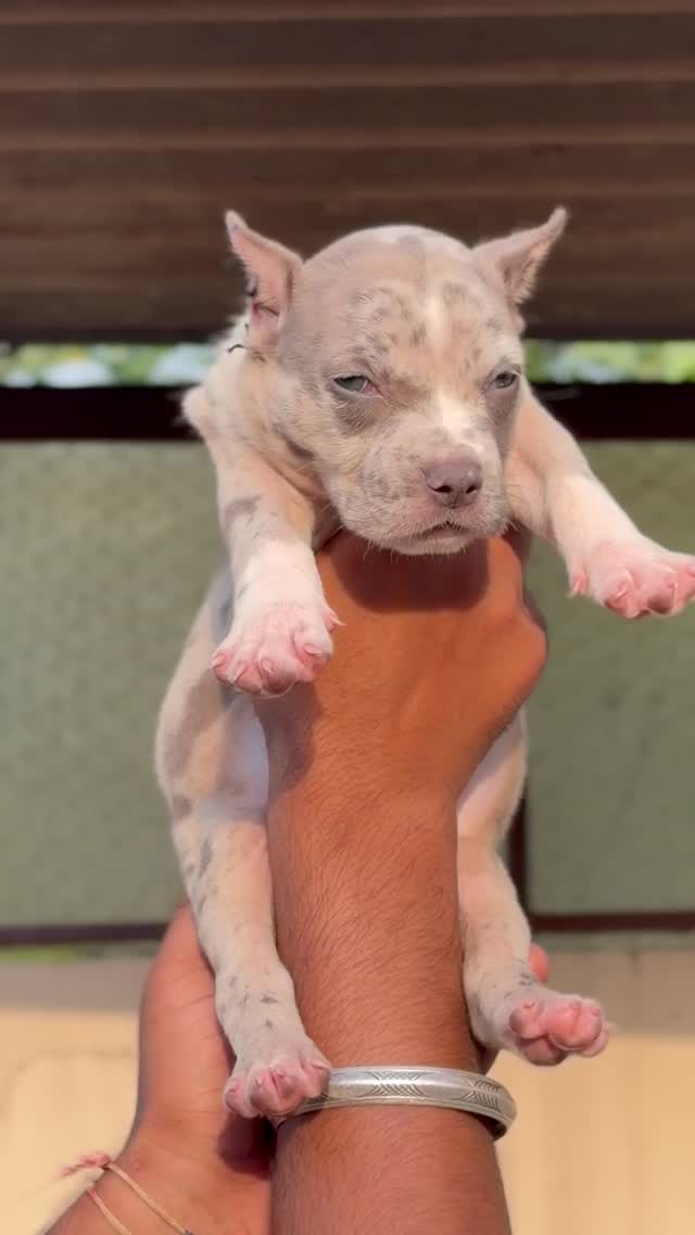 Dachshund Puppy, farm video