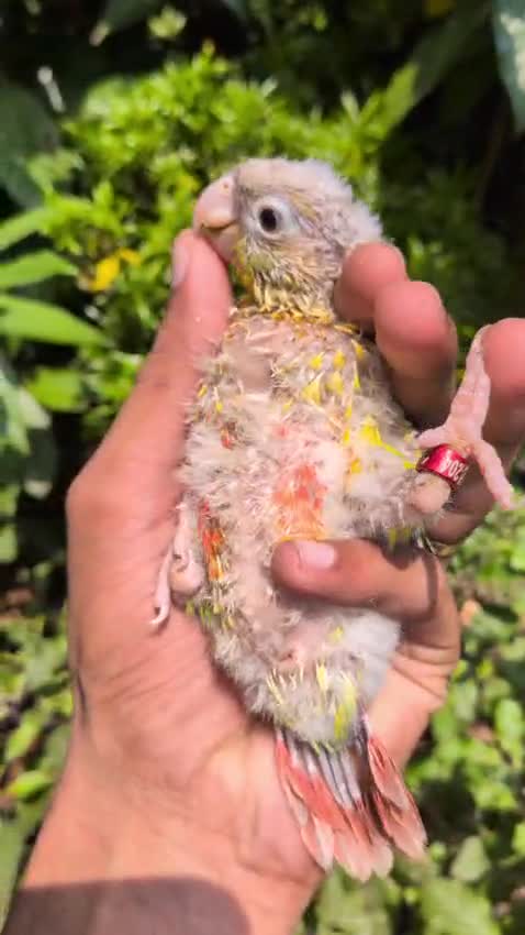 Pineapple Headed Conure, farm video