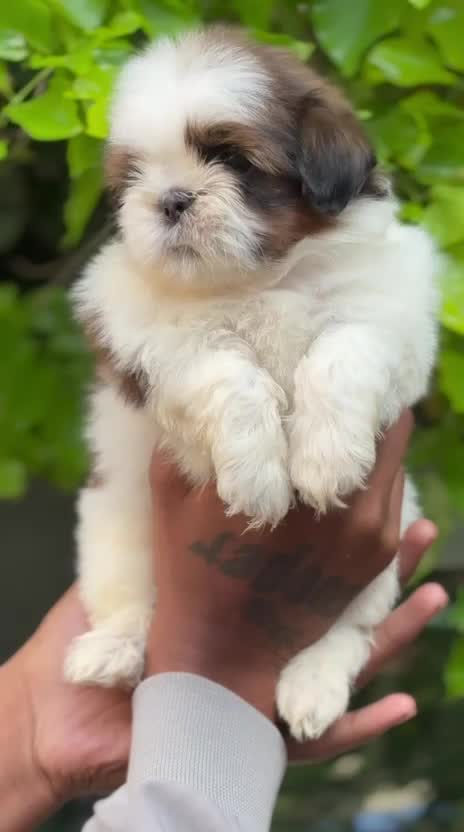 Shih Tzu Puppy Brown & White, farm video