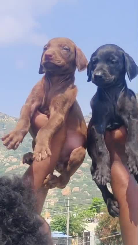 Dachshund Puppy, farm video
