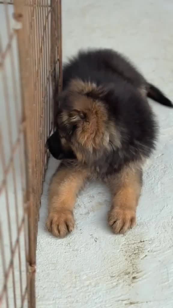 German Shepherd Puppy | Pure White, farm video