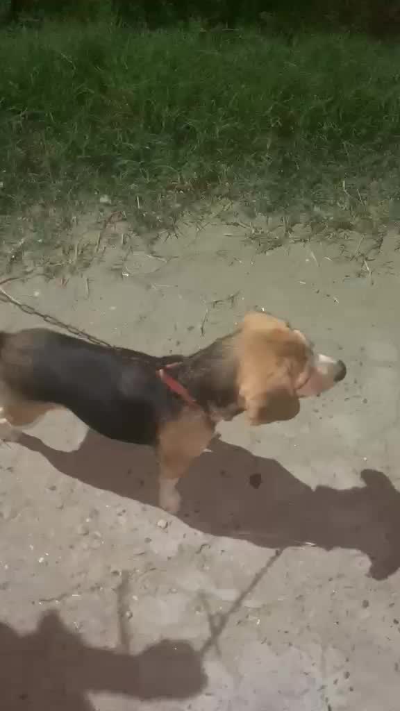 Beagle Black & Tan Puppy, farm video
