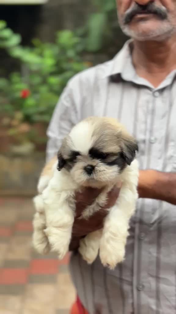 Shih Tzu Puppy Brown & White, farm video