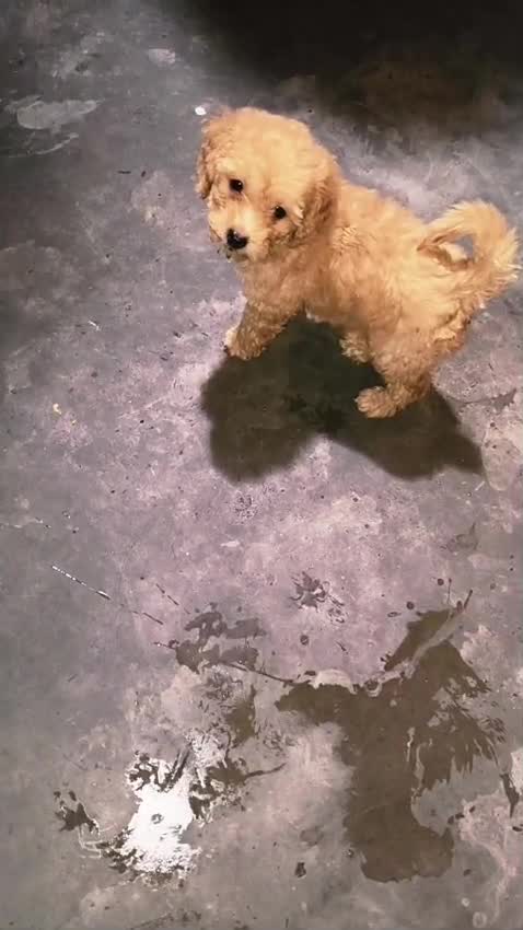 Toy Poodle Puppy, farm video