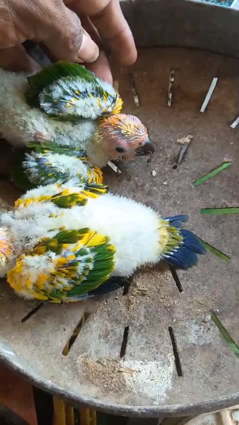 Sun Conure, farm video