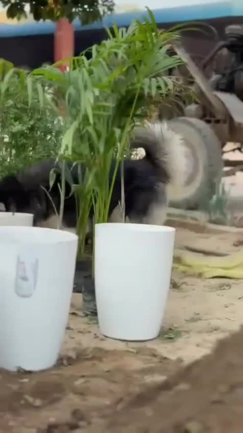 Dachshund Puppy, farm video