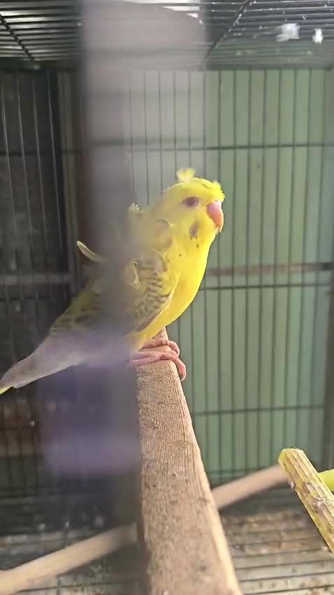 Homer Pigeon, farm video