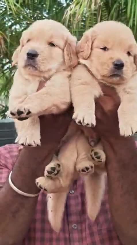 Golden Retriever, farm video