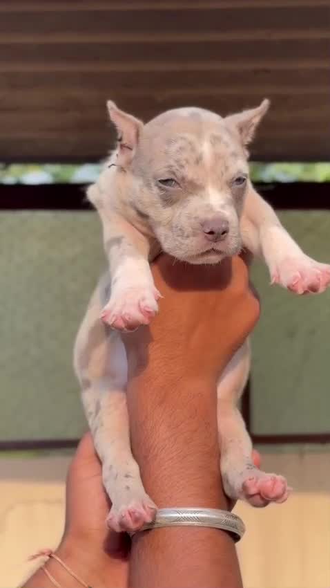American Bully Standard Size Puppy, farm video