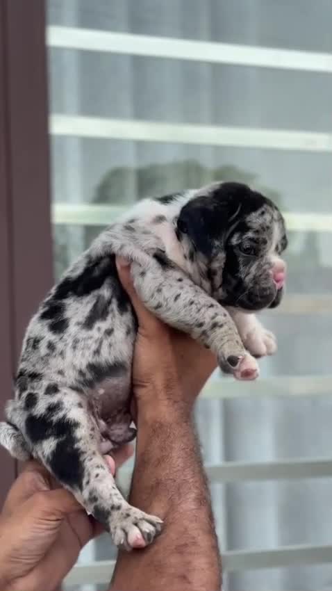 American Bully Standard Size Puppy, farm video