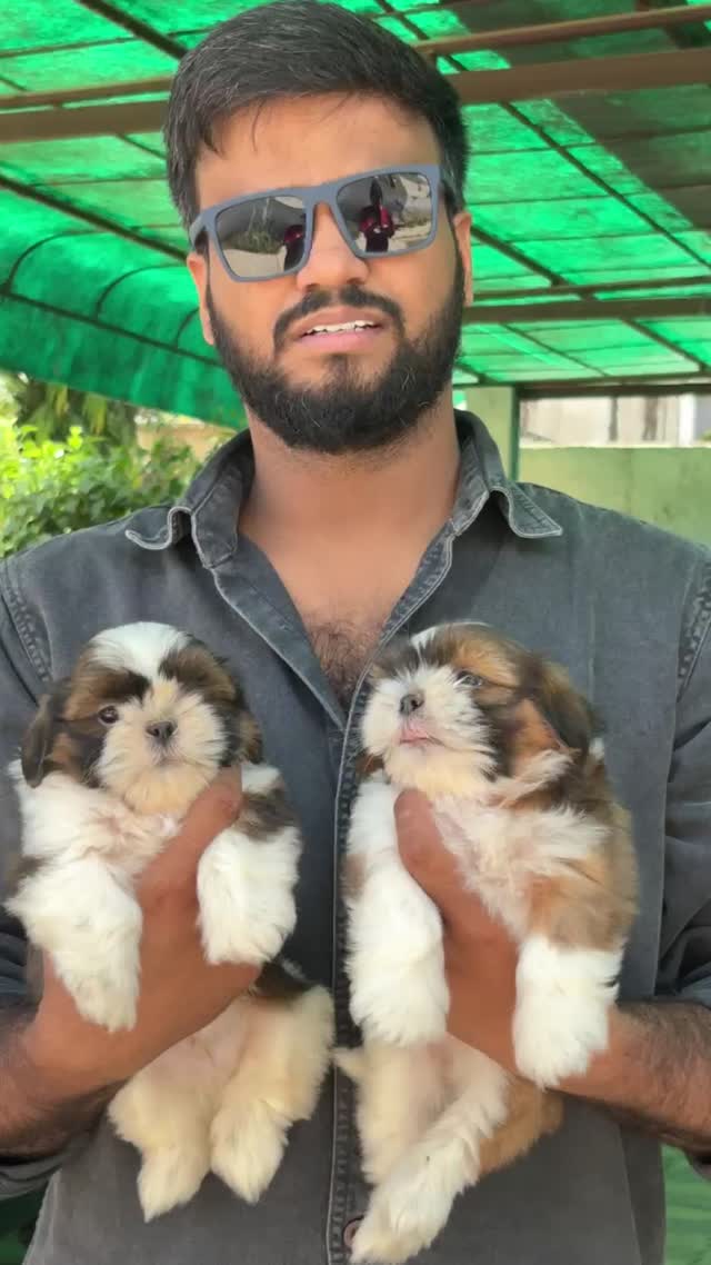 Shih Tzu Puppy Brown & White, farm video