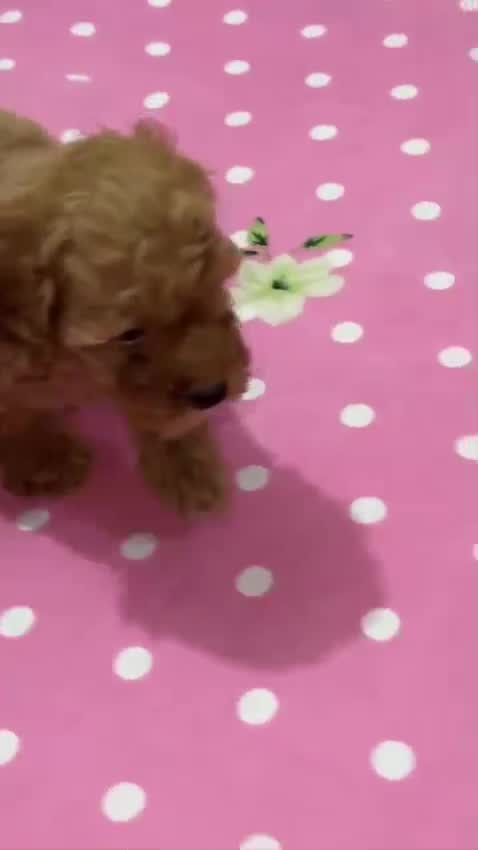 Toy Poodle Puppy, farm video