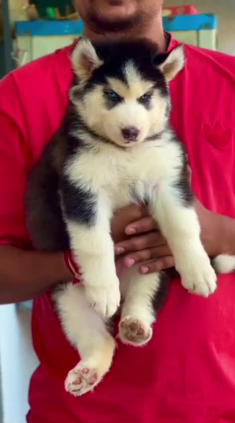 Siberian Husky Puppy | Black & White Color, farm video