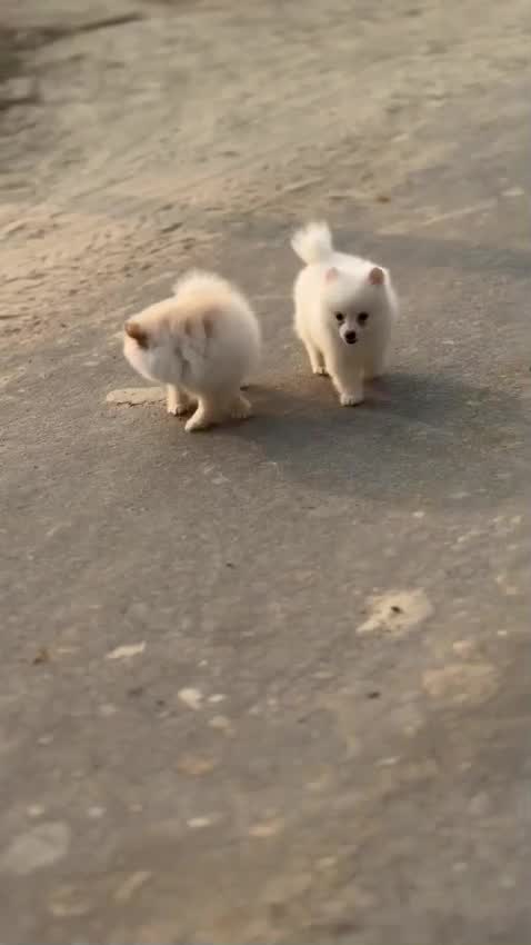 Orignal Toy Pom Puppy | Teacup Pom, farm video