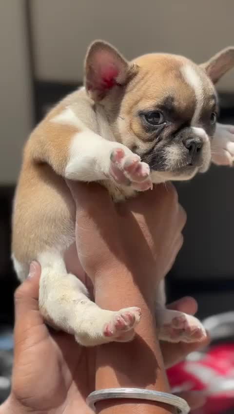 French Bulldog Puppy | Blue, farm video