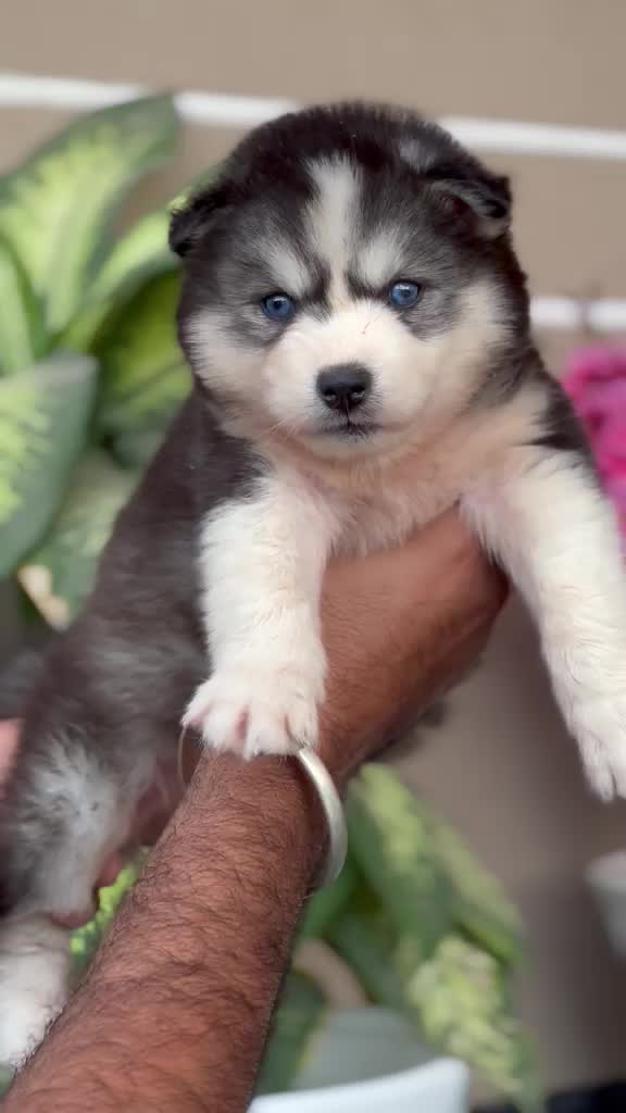 Siberian Husky Puppy | White Color, farm video