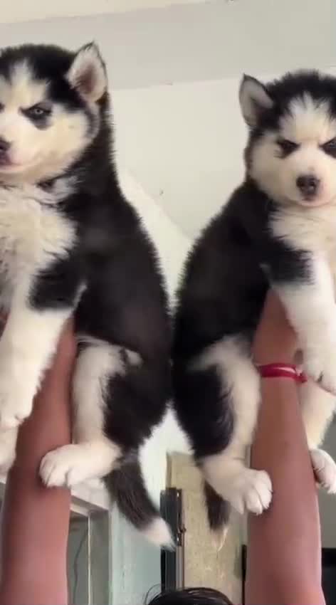 Siberian Husky Puppy | White Color, farm video