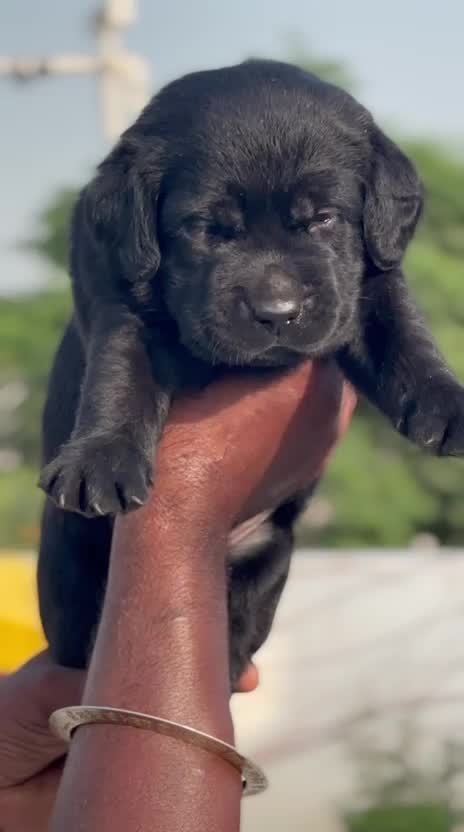 Beagle Black & Tan Puppy, farm video