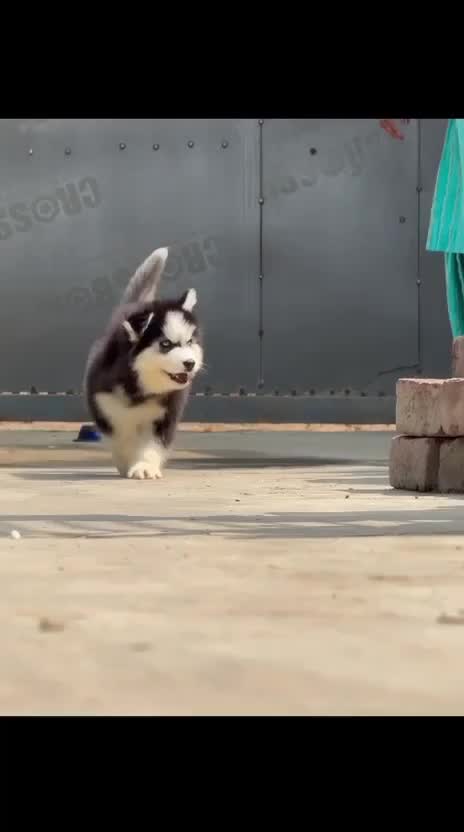 Siberian Husky Puppy | Copper & White Color, farm video