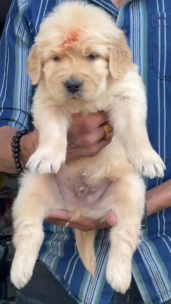 Golden Retriever, farm video