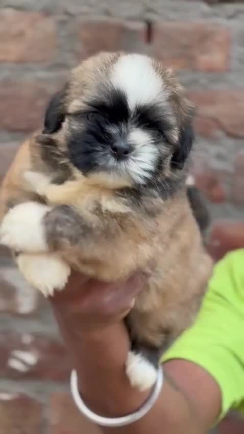 Lhasa Apso Puppies, farm video