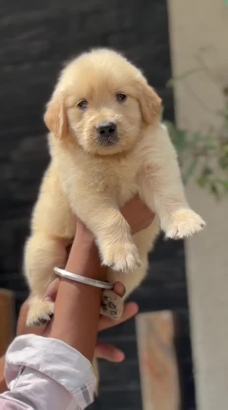 Golden Retriever, farm video