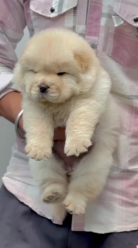 Chow Chow Puppy | Black Color, farm video