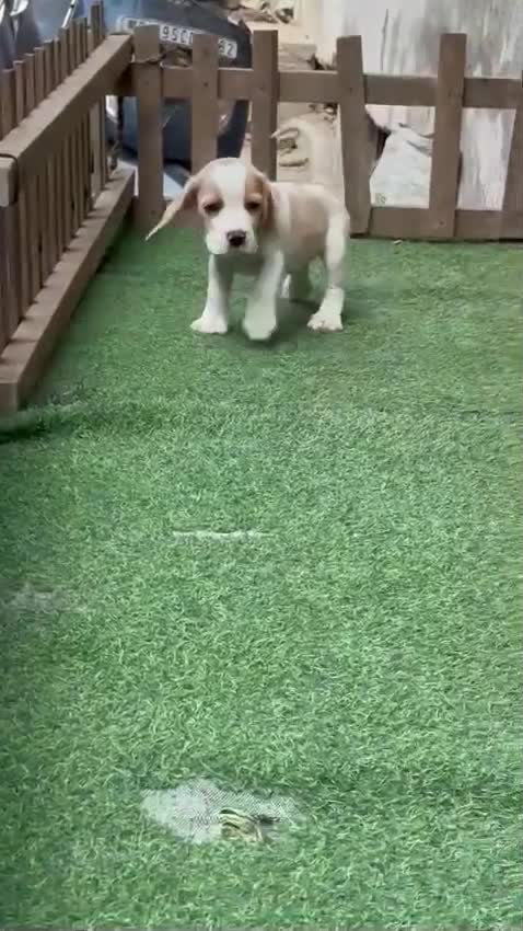 Beagle Black & Tan Puppy, farm video