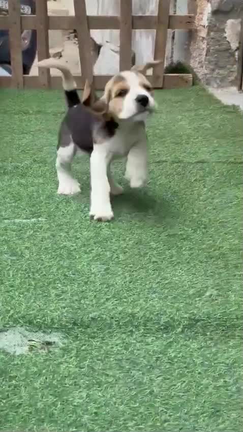Beagle Black & Tan Puppy, farm video