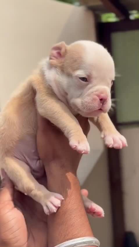 American Bully Pocket Size Puppy, farm video