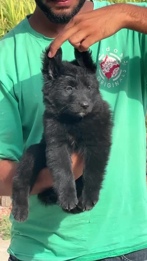 German Shepherd Puppy | Z Black, farm video