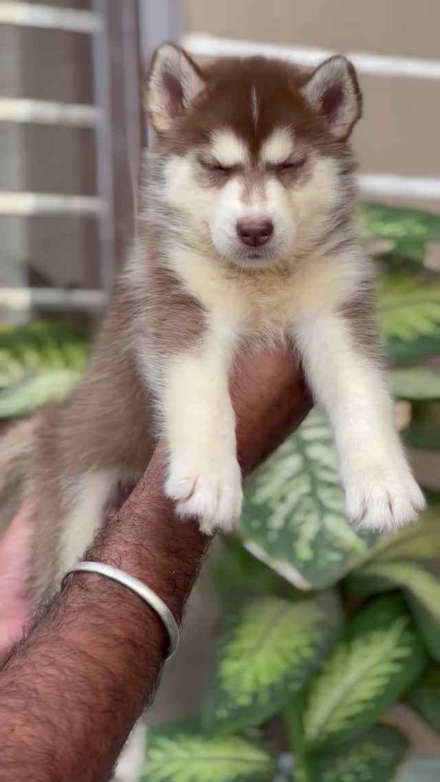 Siberian Husky Puppy | Copper & White Color, farm video