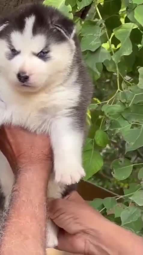 Siberian Husky Puppy | Black & White Color, farm video