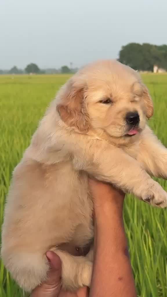 Dachshund Puppy, farm video