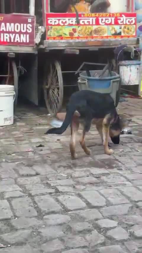 German Shepherd Puppy, farm video