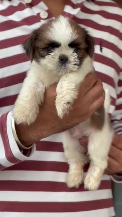 Shih Tzu | Tri Color Puppy, farm video