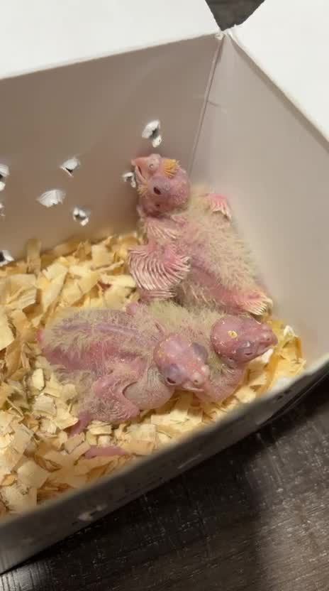 Cockatiel, farm video