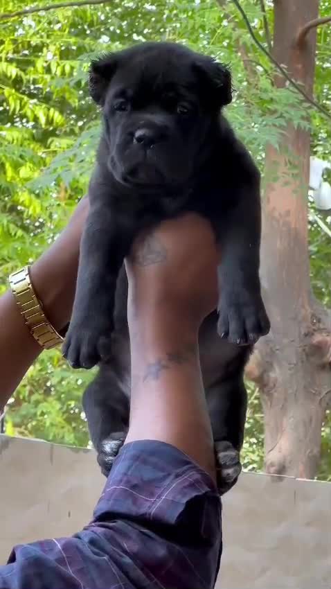 Cane Corso Puppy, farm video