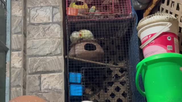 Cockatiel | Lutino, farm video