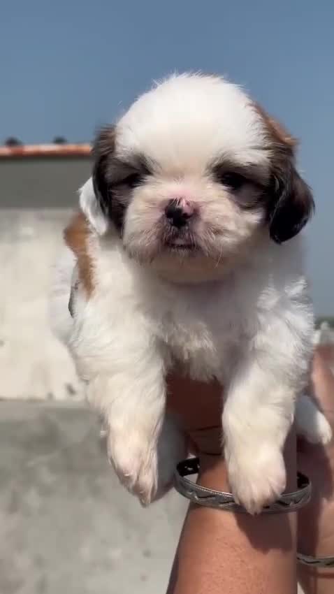 Shih Tzu | Black Color, farm video