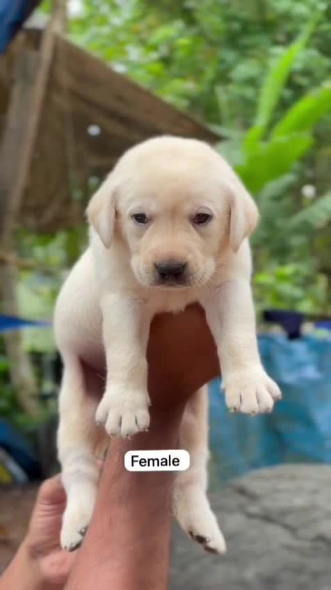 Dachshund Puppy, farm video