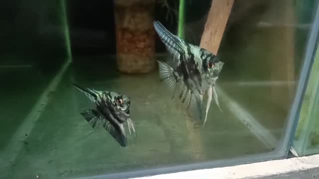 Angelfish, farm video