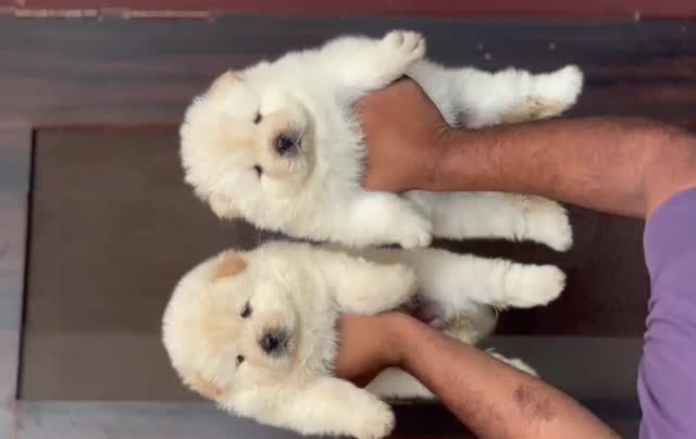 Chow Chow Puppy | Black Color, farm video