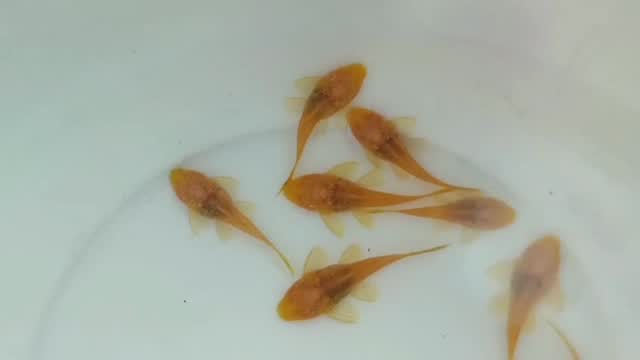 Bristlenose, farm video