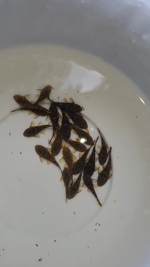 Bristlenose, farm video