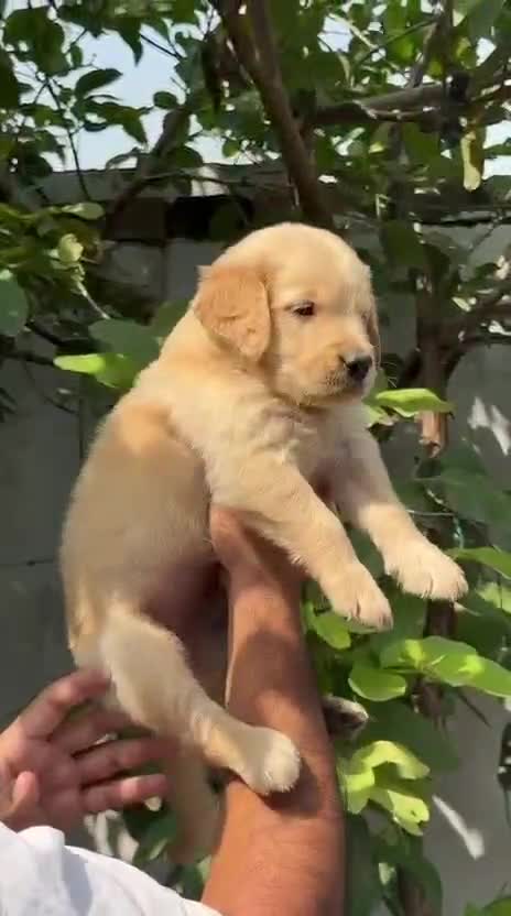 Golden Retriever, farm video
