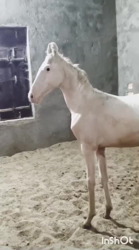 Horse, farm video
