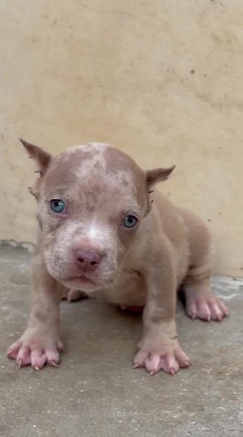 American Bully Pocket Size Puppy, farm video