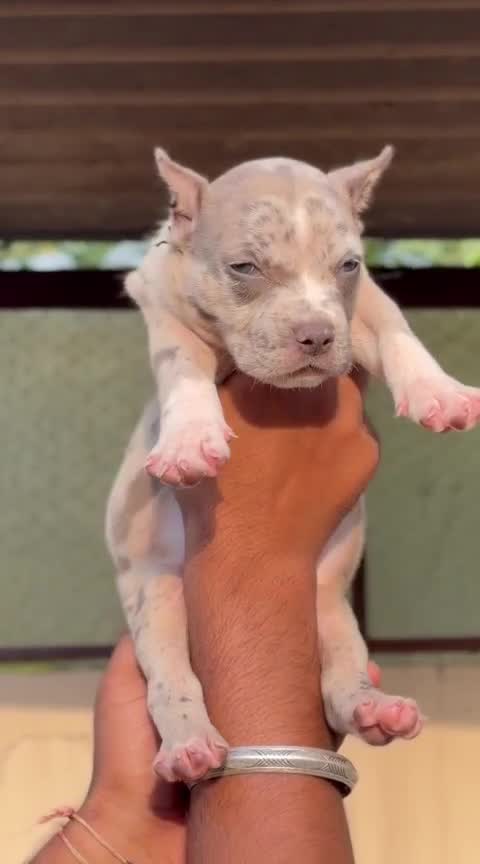 American Bully Pocket Size Puppy, farm video